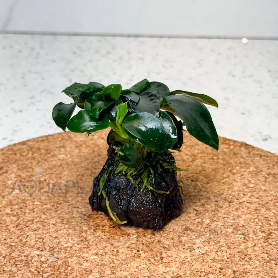 Anubias Petite on Lava Stone – Live Aquarium Plant - photo 3