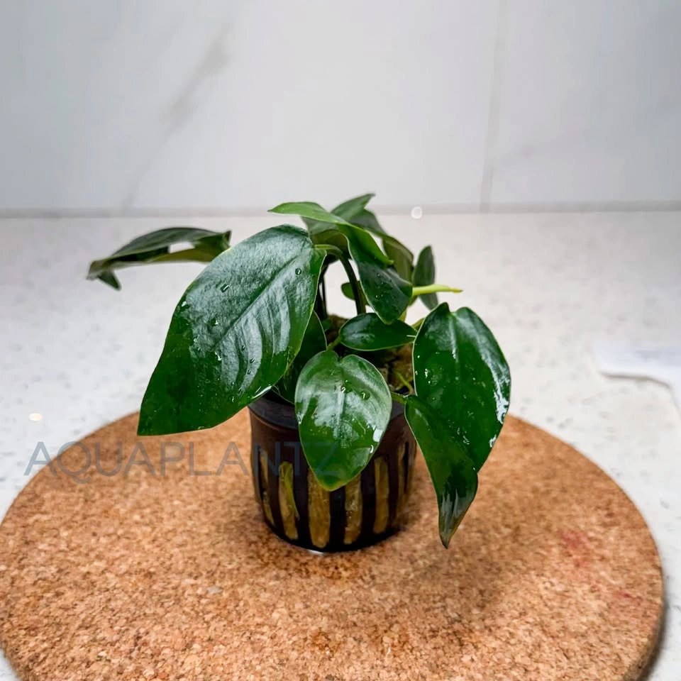 Anubias Barteri var. Nana – Live Aquarium Plant - photo 2