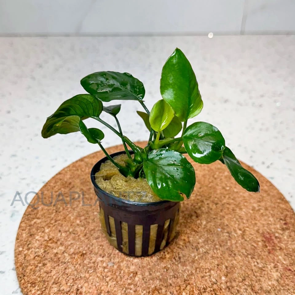 Anubias Golden Coin – Live Aquarium Plant