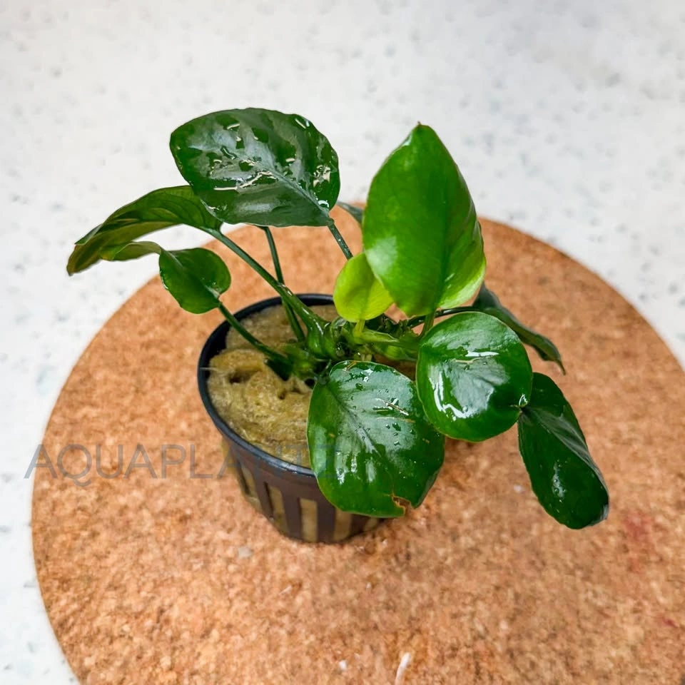 Anubias Golden Coin – Live Aquarium Plant - photo 2