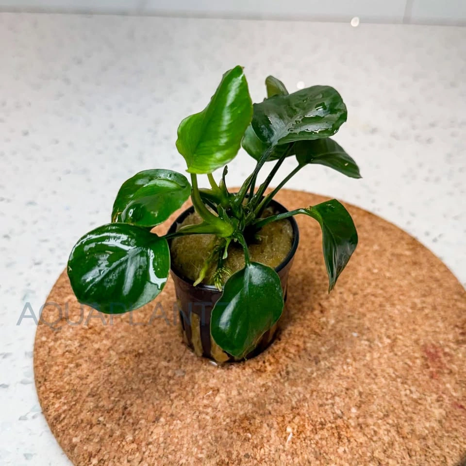 Anubias Golden Coin – Live Aquarium Plant - photo 3