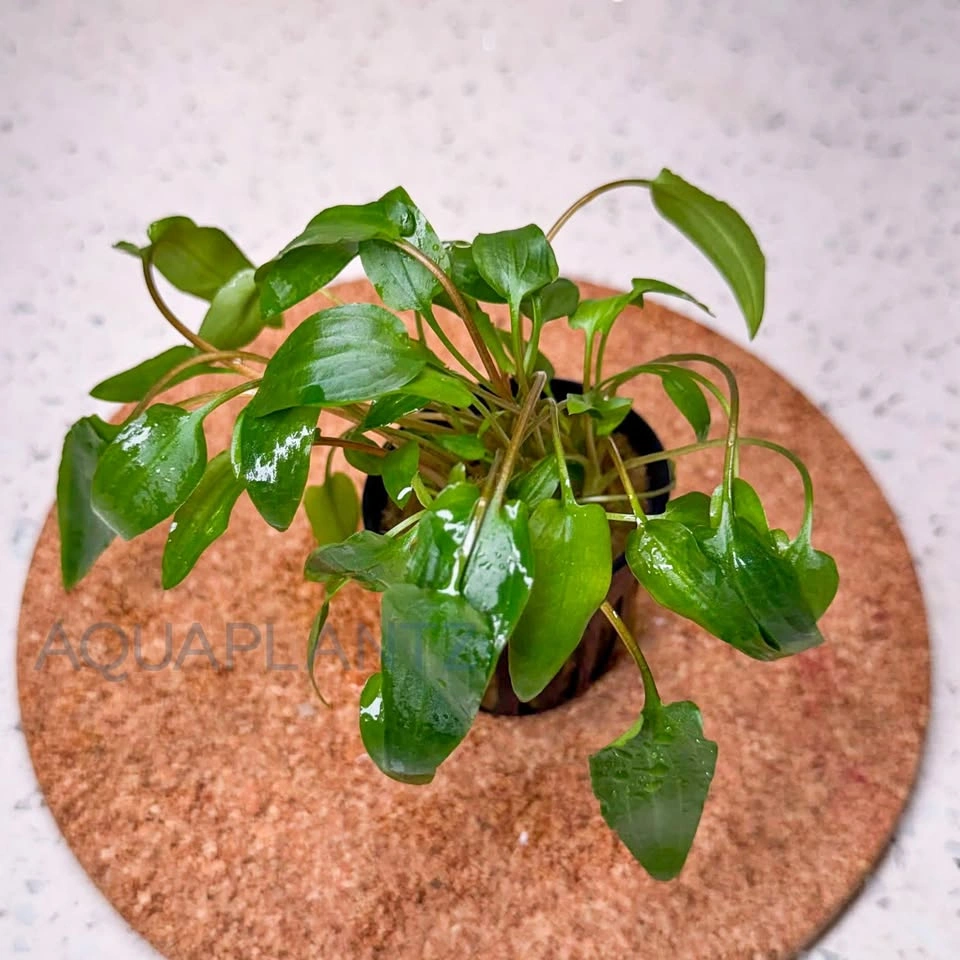 Cryptocoryne Wendtii Green – Live Aquarium Plant | AquaPlantz