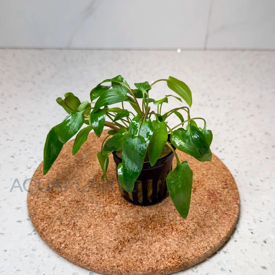 Cryptocoryne Wendtii Green – Live Aquarium Plant | AquaPlantz - photo 2