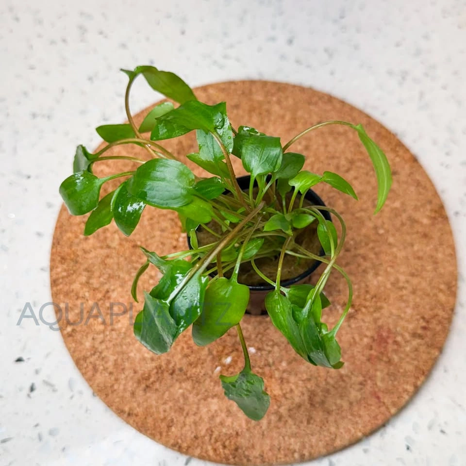 Cryptocoryne Wendtii Green – Live Aquarium Plant | AquaPlantz - photo 3