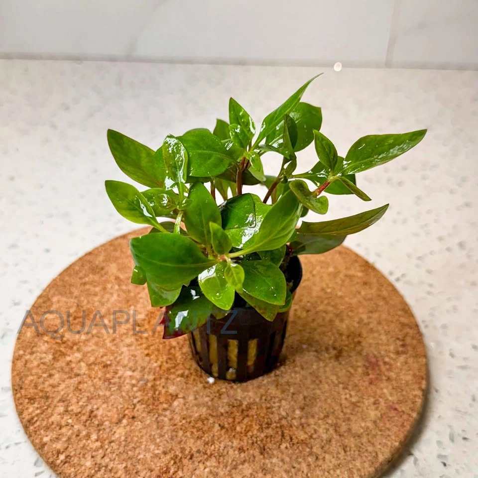 Alternanthera Reineckii Red Broad Live Aquarium Plant