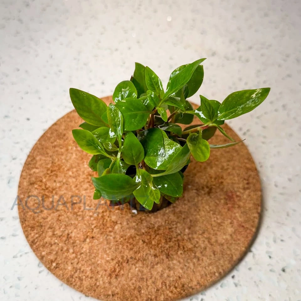 Alternanthera Reineckii Red Broad Live Aquarium Plant - photo 2