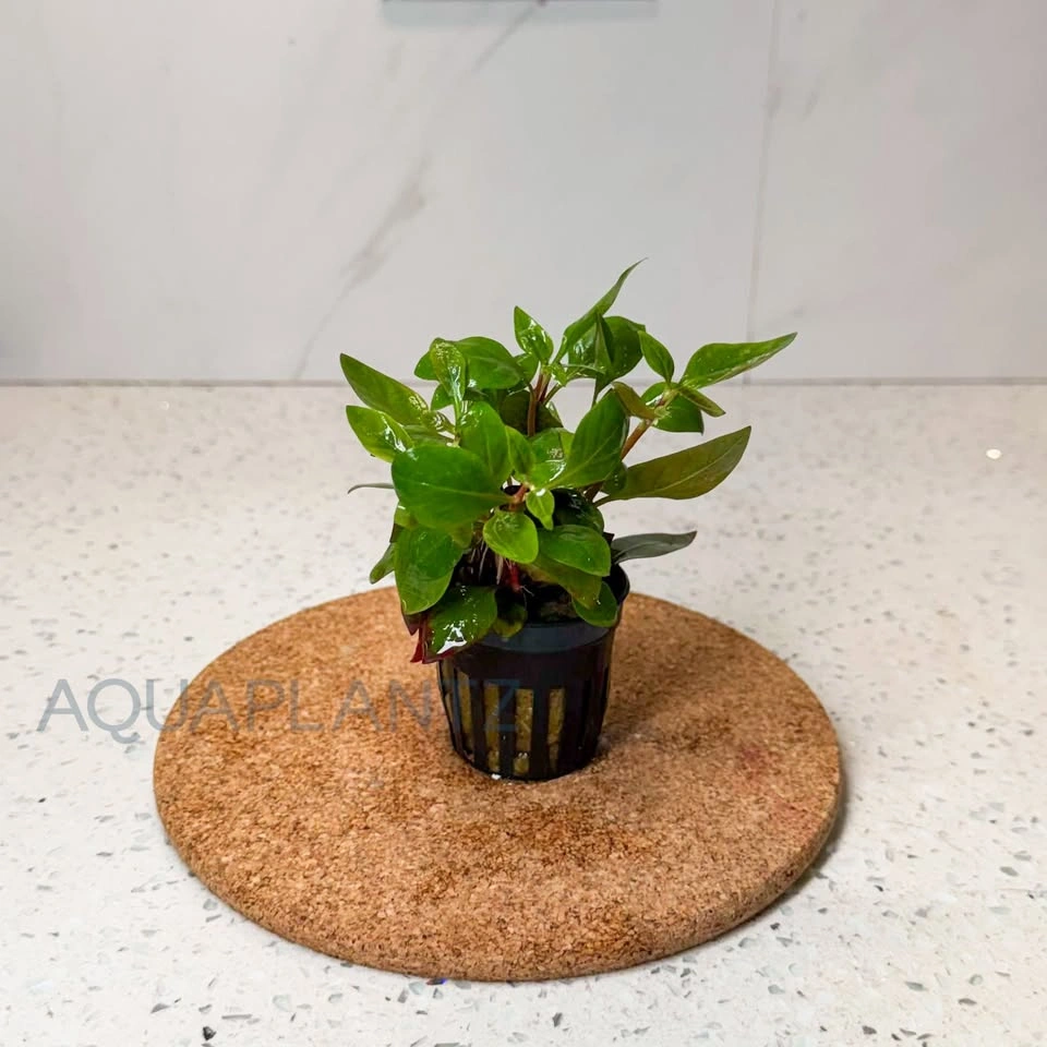 Alternanthera Reineckii Red Broad Live Aquarium Plant - photo 3