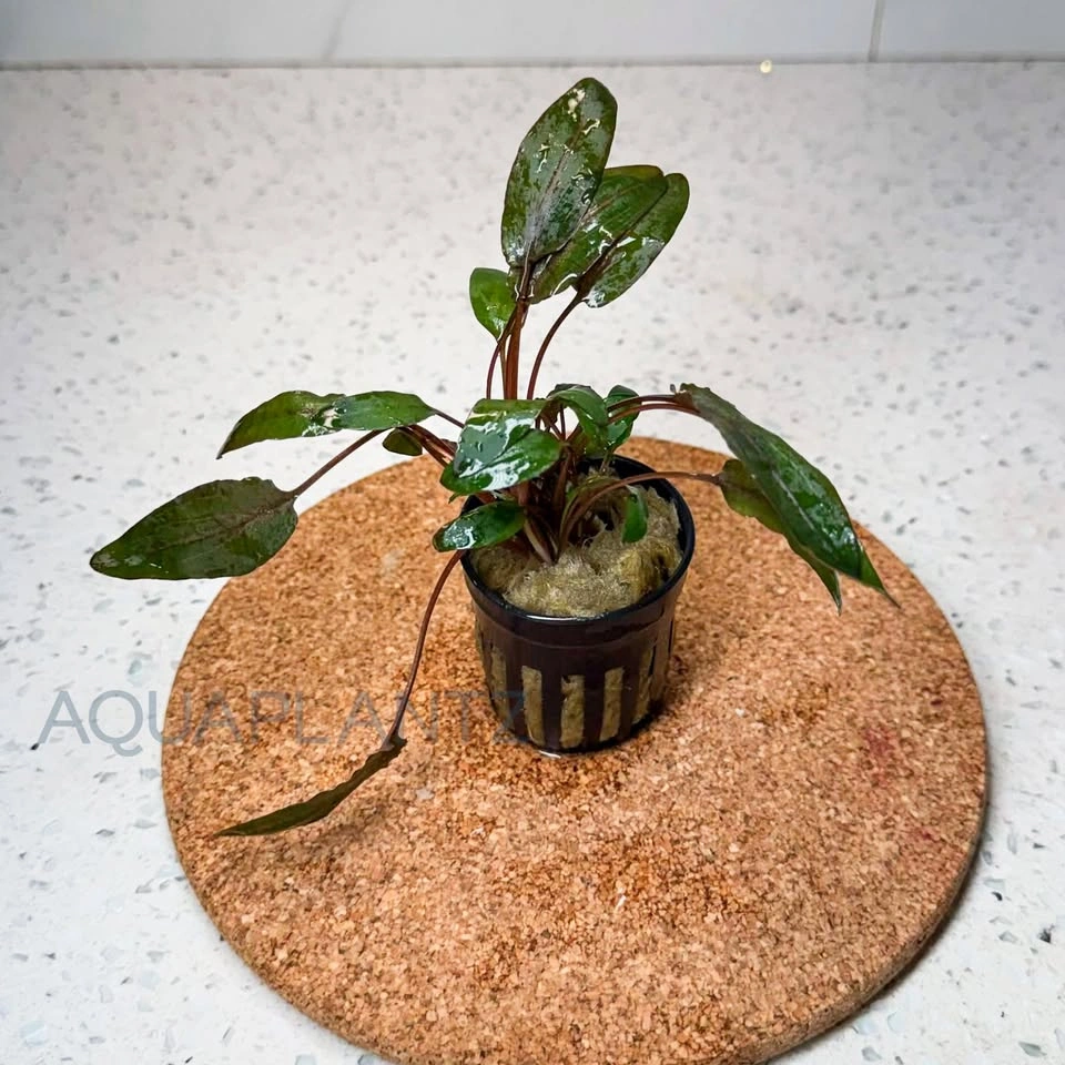 Cryptocoryne Wendtii Brown Live Aquarium Plant