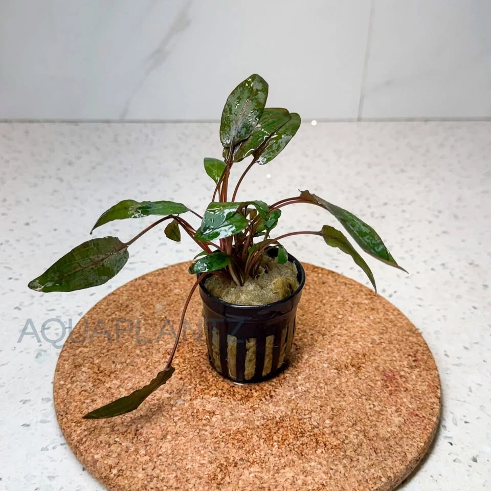 Cryptocoryne Wendtii Brown Live Aquarium Plant - photo 2