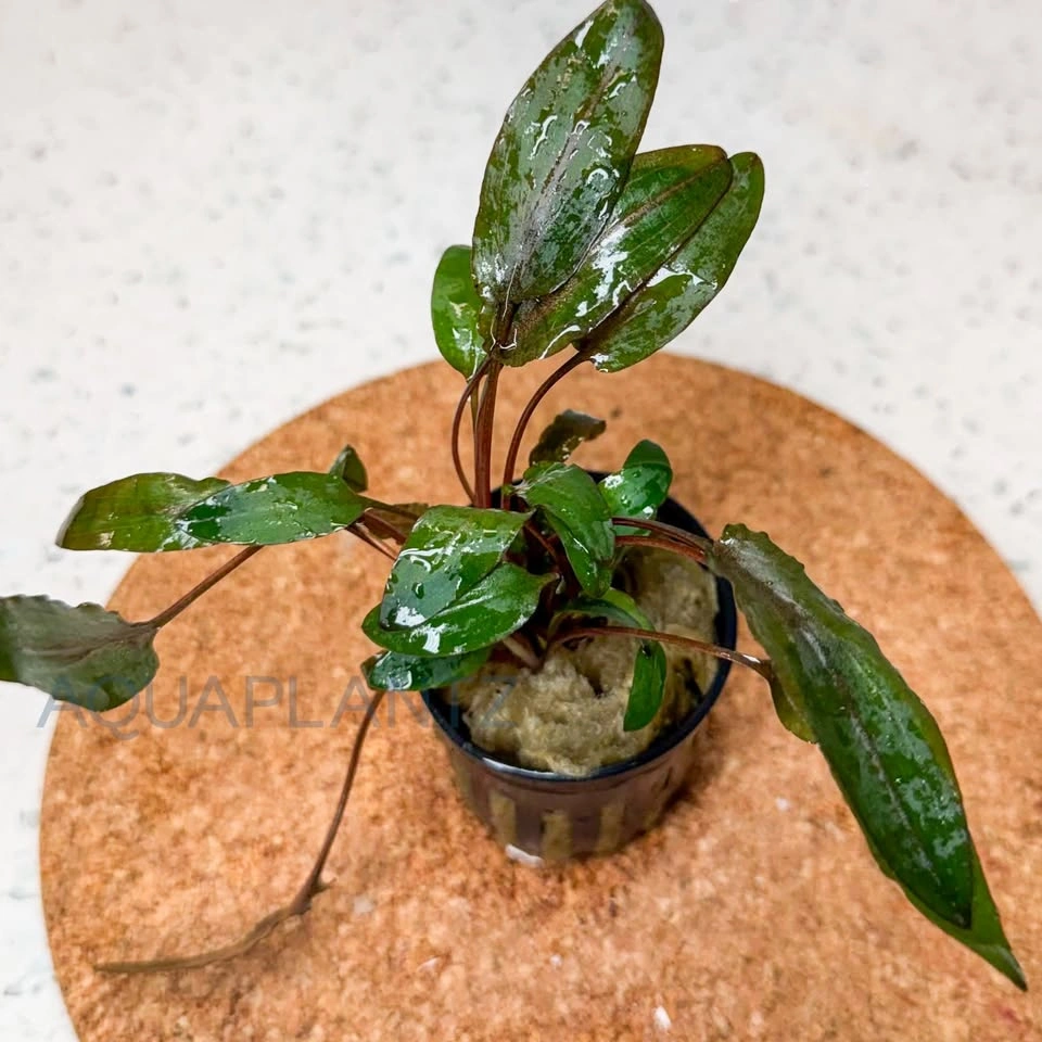 Cryptocoryne Wendtii Brown Live Aquarium Plant - photo 3