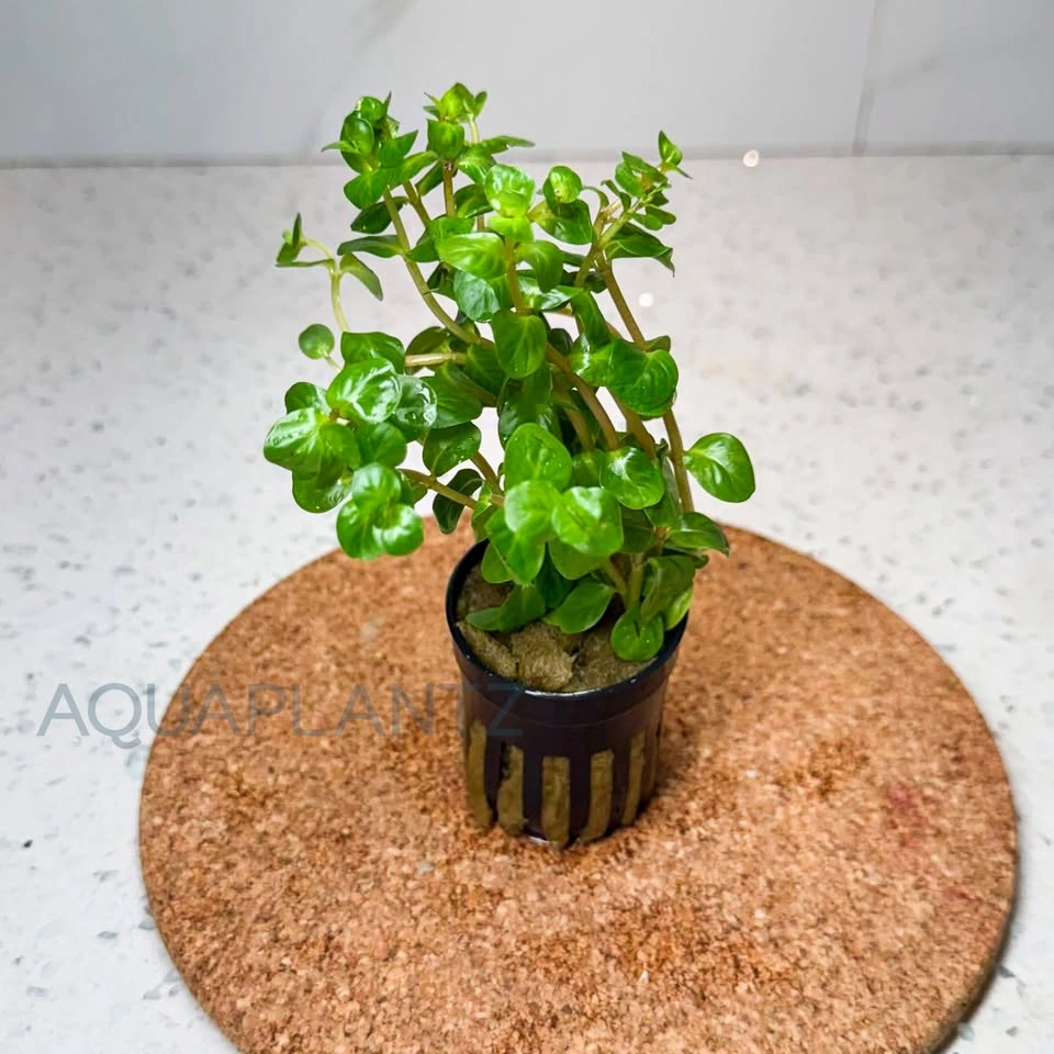 Rotala Rotundifolia Manipurensis Live Aquarium Plant