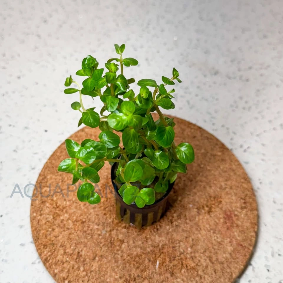 Rotala Rotundifolia Manipurensis Live Aquarium Plant - photo 2