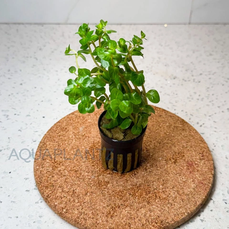 Rotala Rotundifolia Manipurensis Live Aquarium Plant - photo 3