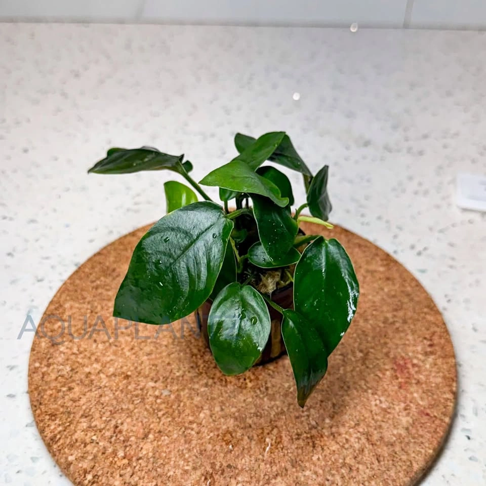 Anubias Barteri Striped Live Aquarium Plant