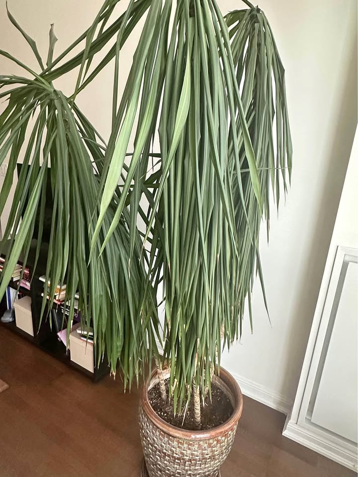 Big Dracaena Marginata