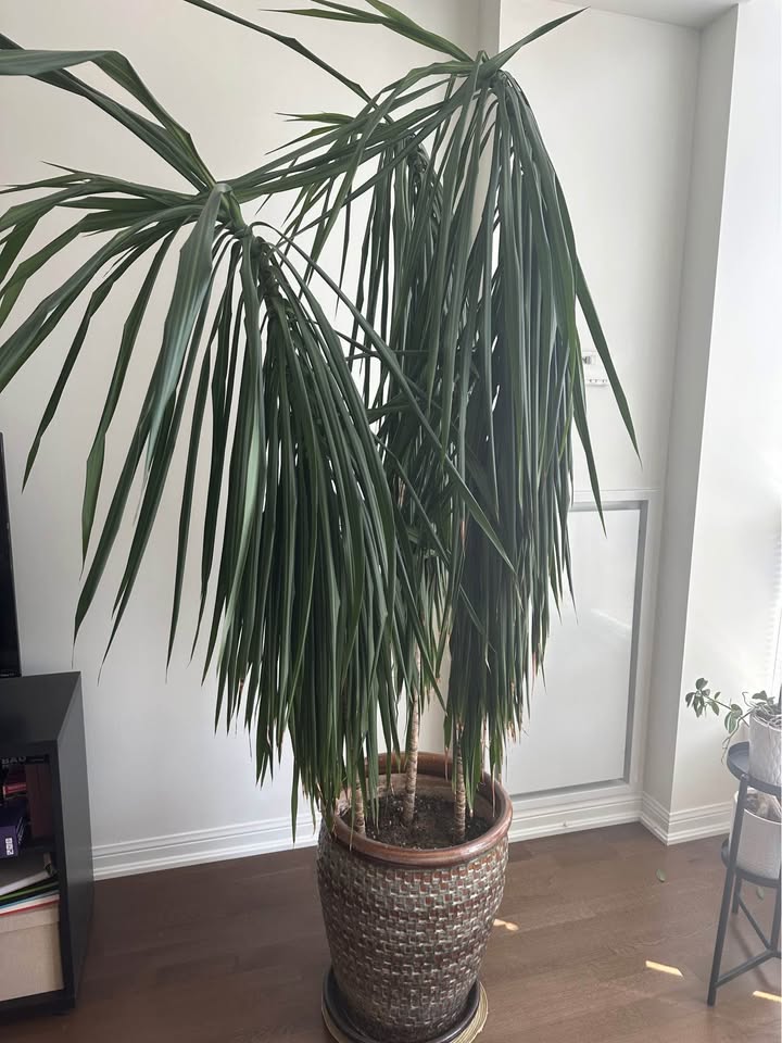 Big Dracaena Marginata - photo 2