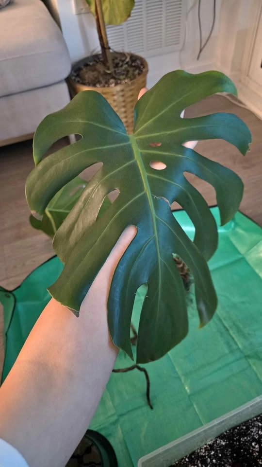 Rooted & Potted Monstera Cutting