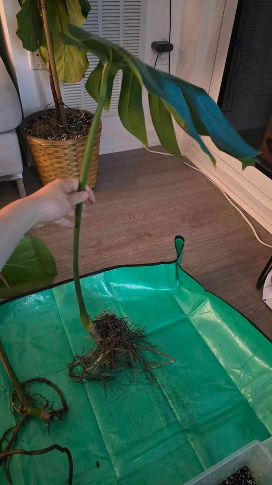 Rooted & Potted Monstera Cutting - photo 2