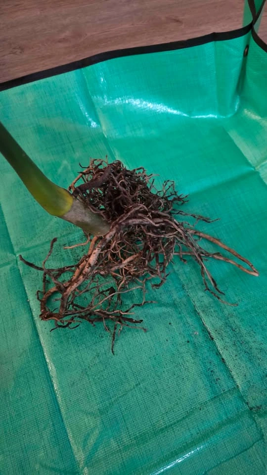 Rooted & Potted Monstera Cutting - photo 3