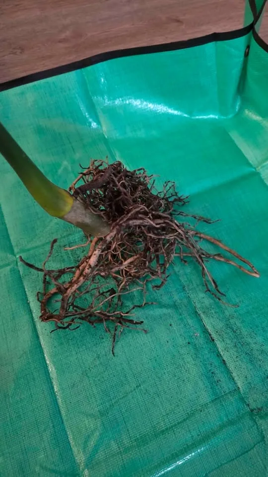 Rooted & Potted Monstera Cutting - photo 3