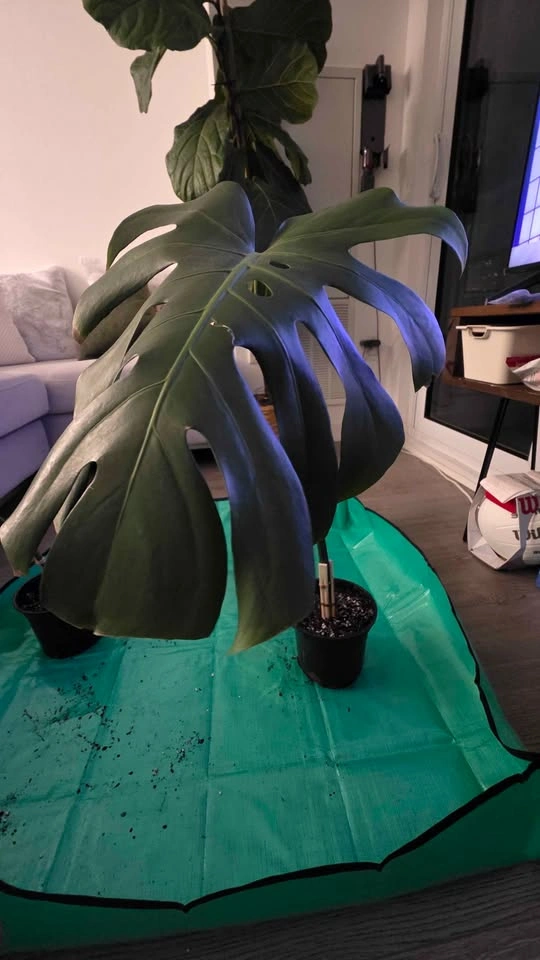 Rooted & Potted Monstera Cutting - photo 4