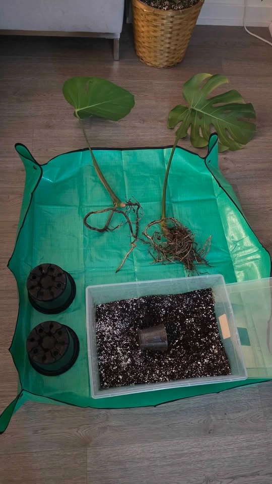 Rooted & Potted Monstera Cutting - photo 5