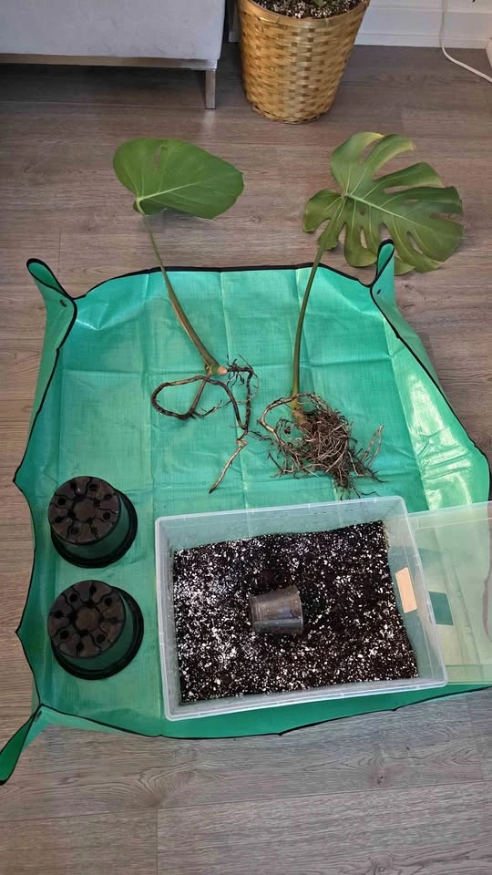 Rooted & Potted Monstera Cutting