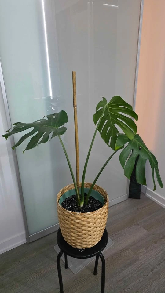 Rooted & Potted Monstera Cutting - photo 2