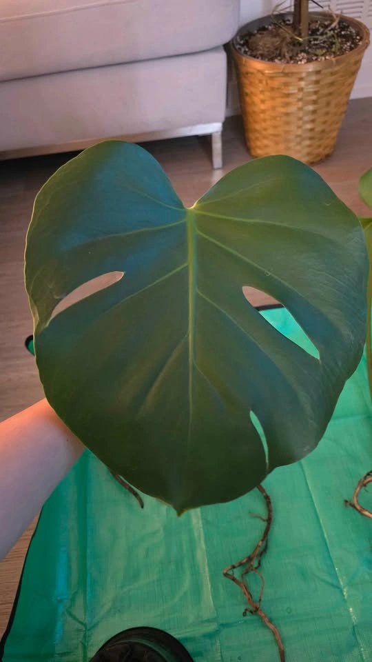 Rooted & Potted Monstera Cutting - photo 3