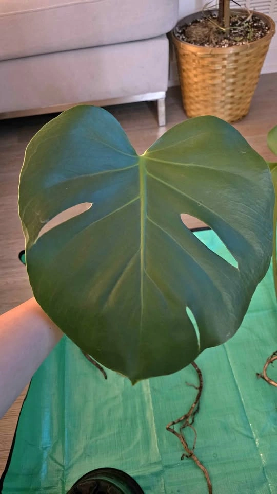 Rooted & Potted Monstera Cutting