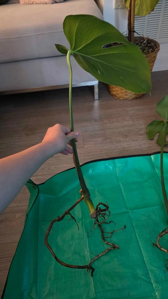 Rooted & Potted Monstera Cutting - photo 2
