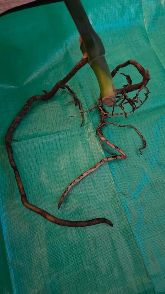 Rooted & Potted Monstera Cutting - photo 3