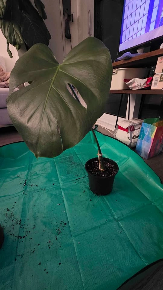 Rooted & Potted Monstera Cutting - photo 4