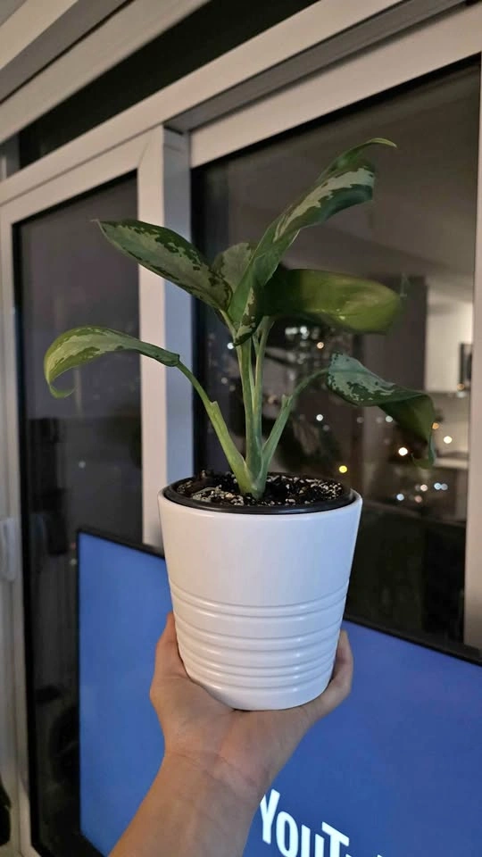 Chinese Evergreen Plant