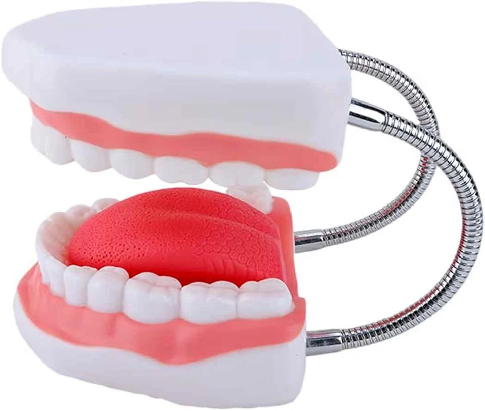 Human Teeth Model