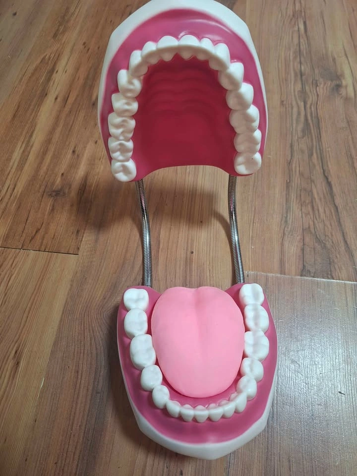 Human Teeth Model - photo 2