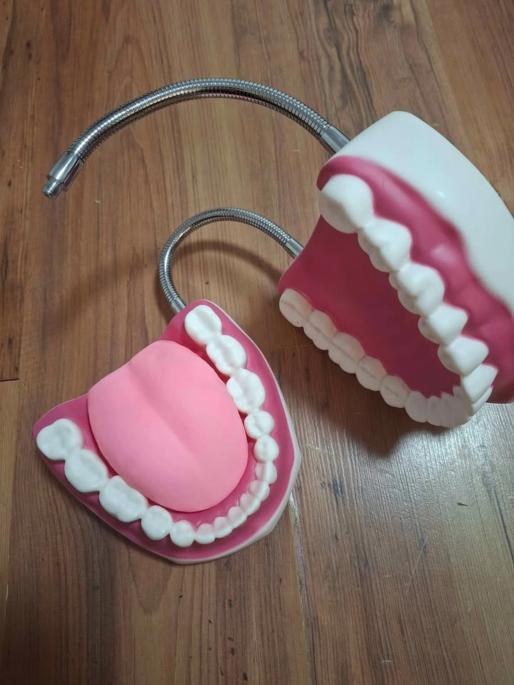 Human Teeth Model - photo 3