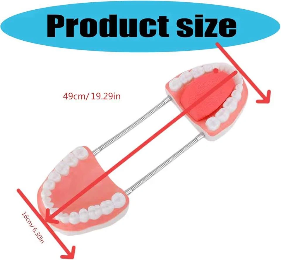 Human Teeth Model - photo 4