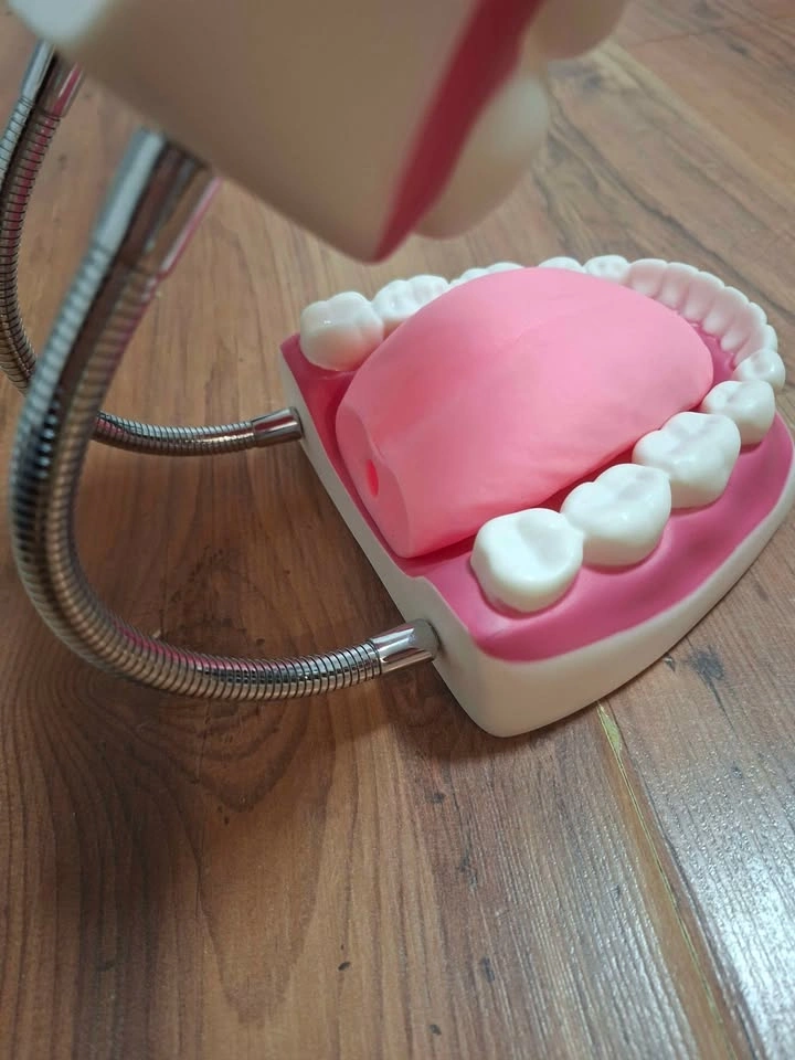 Human Teeth Model - photo 5