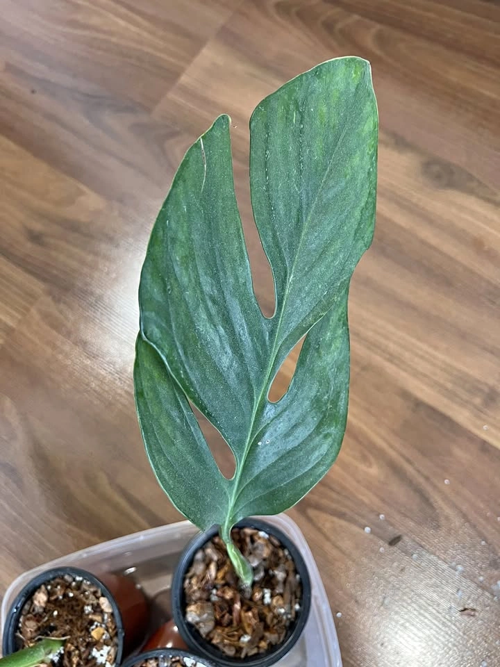 Monstera Pinnatipartita (Rooted Cuttings, Potted)