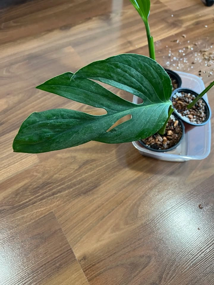 Monstera Pinnatipartita (Rooted Cuttings, Potted) - photo 2