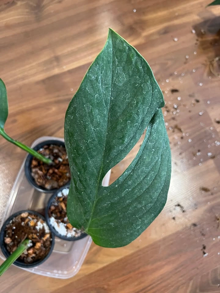 Monstera Pinnatipartita (Rooted Cuttings, Potted) - photo 3