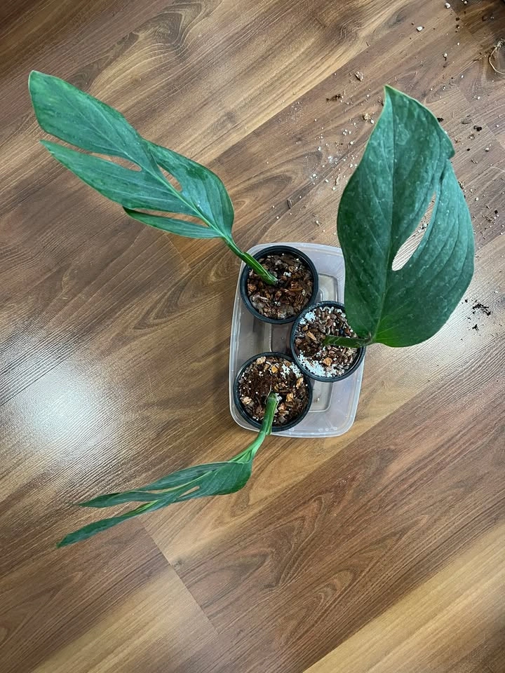 Monstera Pinnatipartita (Rooted Cuttings, Potted) - photo 4