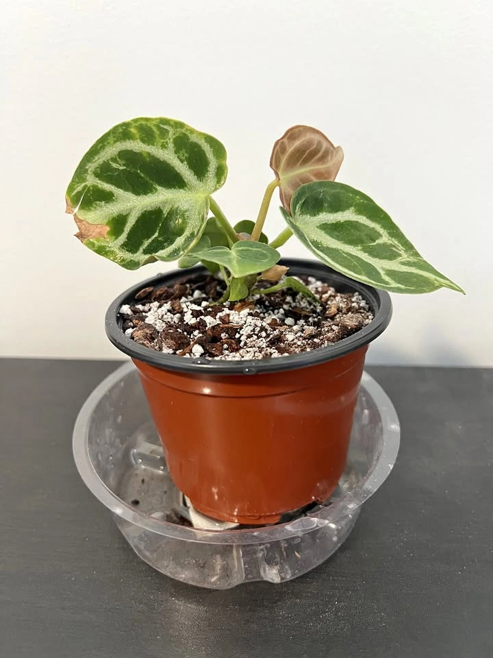 Anthurium Dorayaki