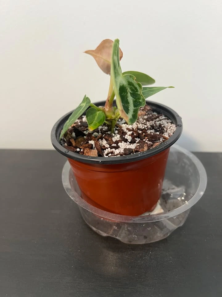 Anthurium Dorayaki - photo 2