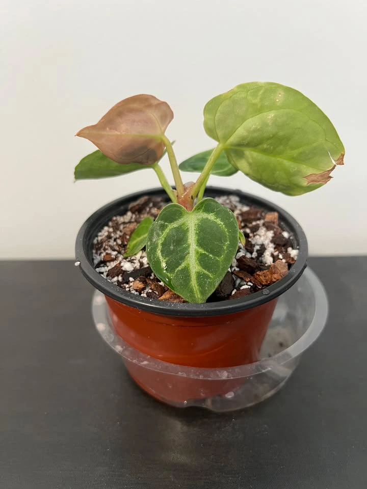 Anthurium Dorayaki - photo 3