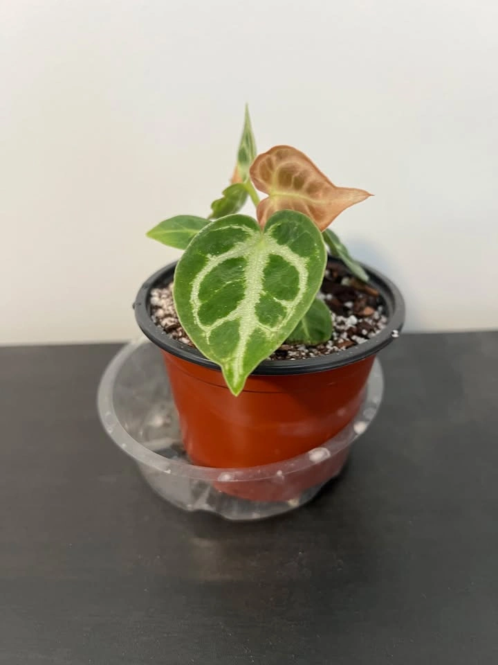 Anthurium Dorayaki - photo 4