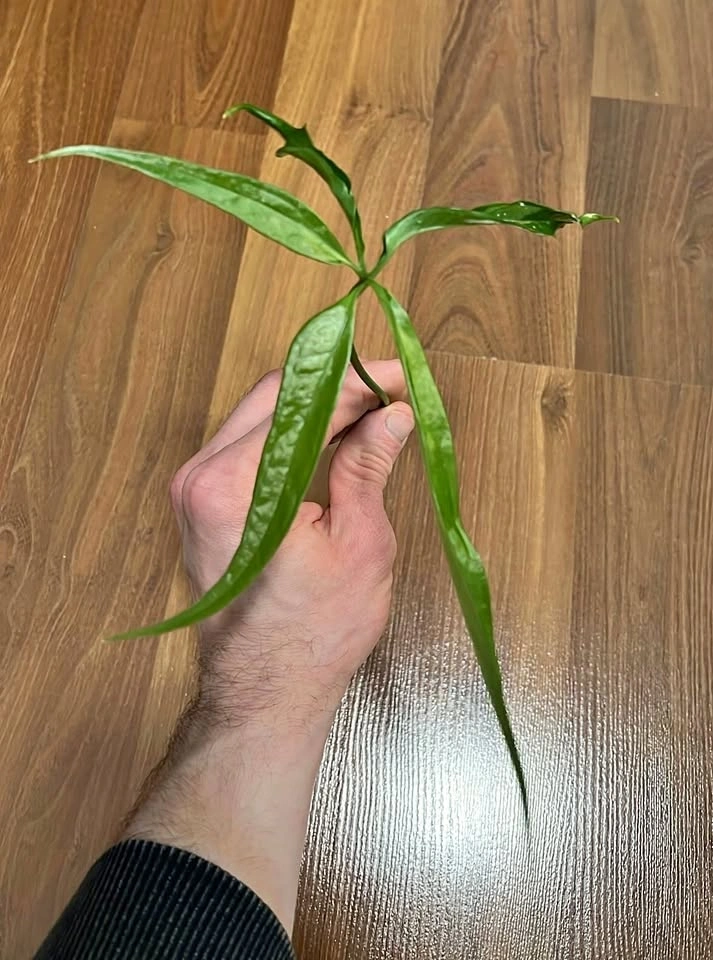 Anthurium Pentaphyllum Cuttings