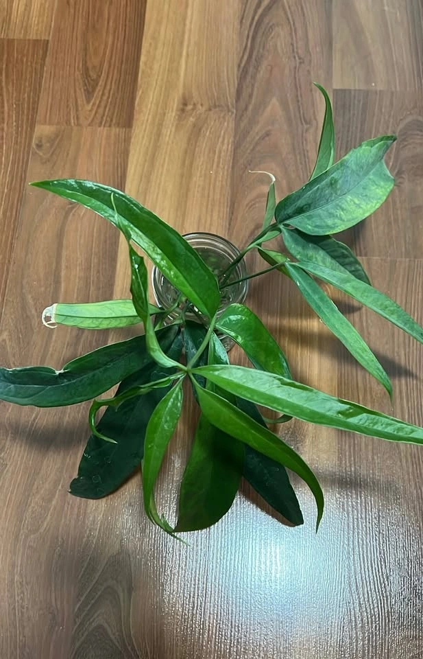 Anthurium Pentaphyllum Cuttings - photo 2