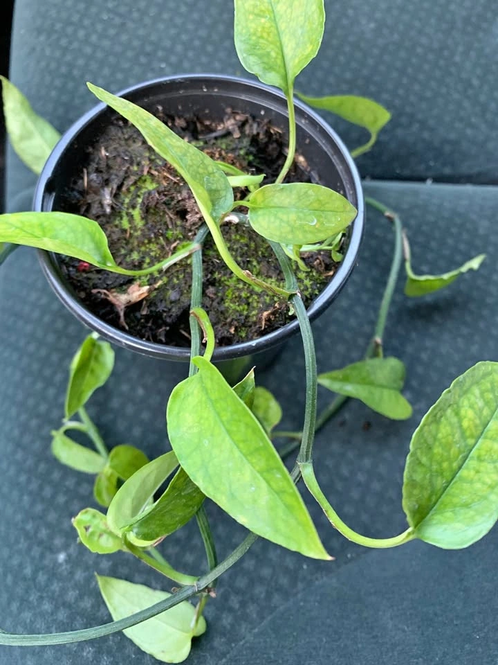 Epipremnum Skeleton Key (Cuttings)